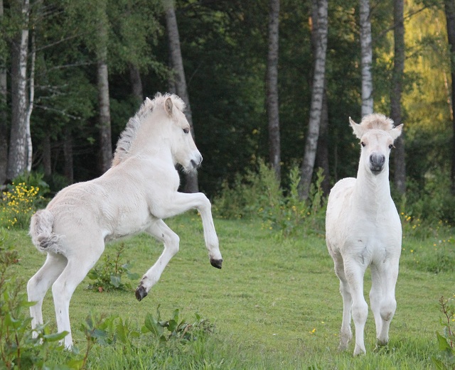 Ajke Kry busar med Hassle Kry