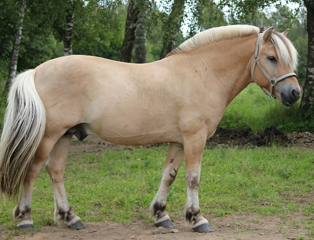 Alvedon Kry 214