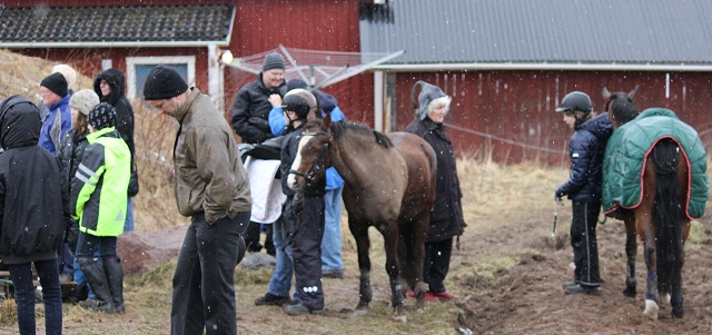 Songbird och Flying Dutchman