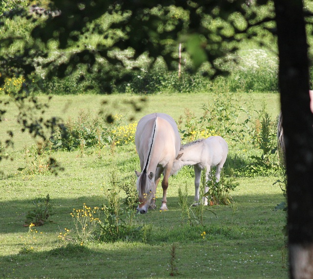 Ajke Kry och Finja Kry