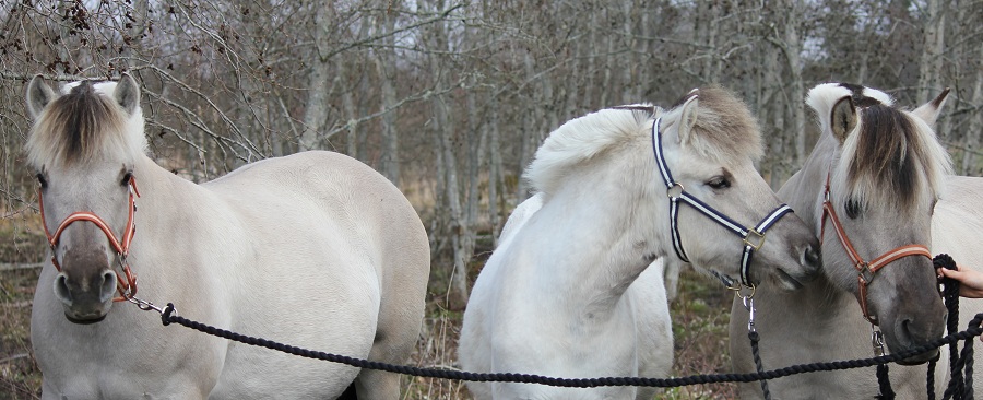 Henja, Grnosa och Muska