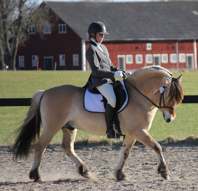 Haldol Kry vrmer upp till dressyrtvling