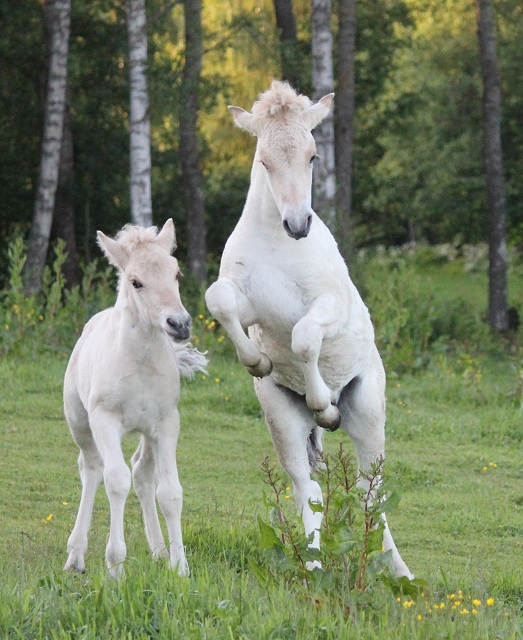 Hassle kry busar med Ajke Kry