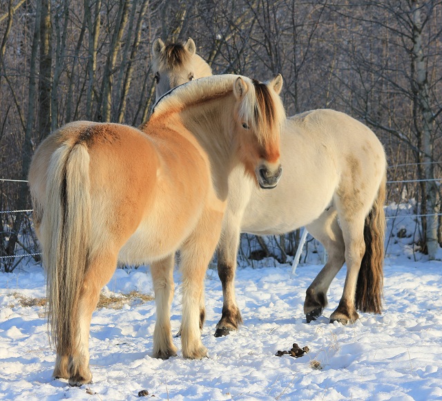 Desolett Kry och Henja Kry.