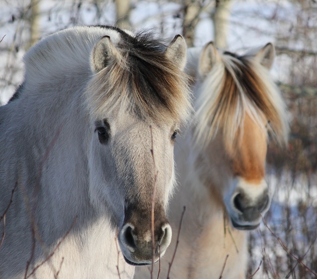 Henja Kry och Desolett kry