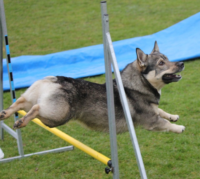 Unni och Humle trnar agility