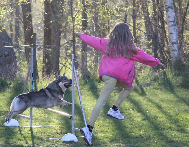 Unni och Humle trnar agility