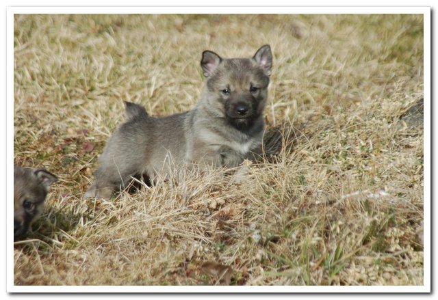 En av Intis valpar p swallens kennel