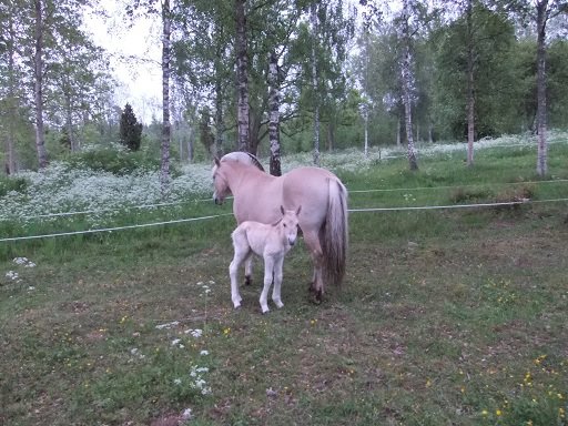 Krissla med sitt hingstfl e. Haldol Kry