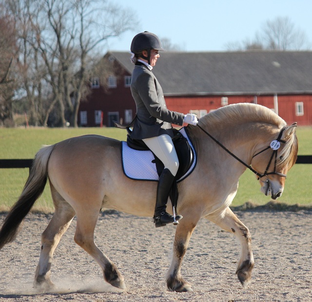 Haldol Kry vrmer upp till dressyrtvling