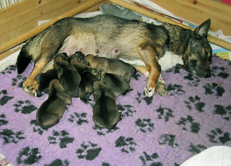 Tasstrampets Damella med sina valpar