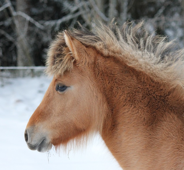 Snningegrdens Inti
