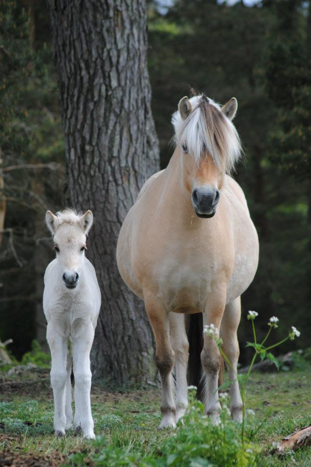 Djusa Kry med sin dotter Rindi