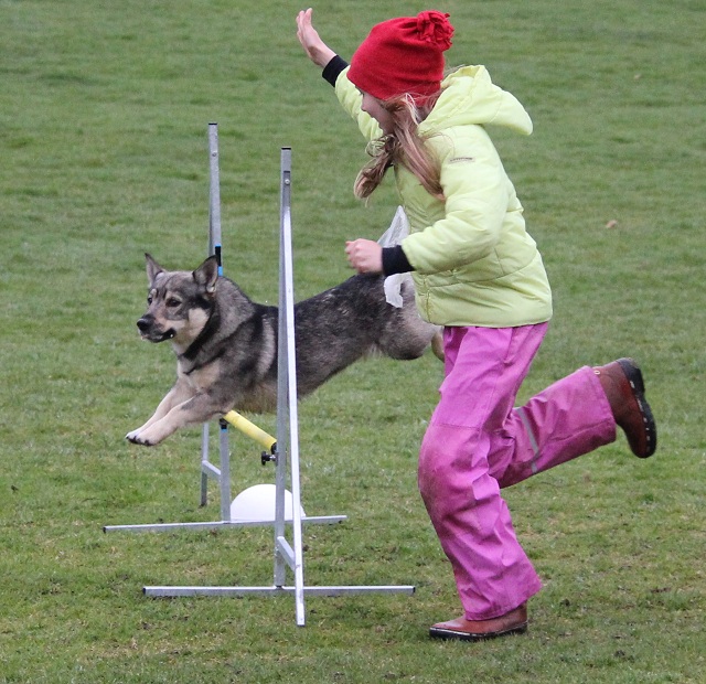 Unni och Humle trnar agility